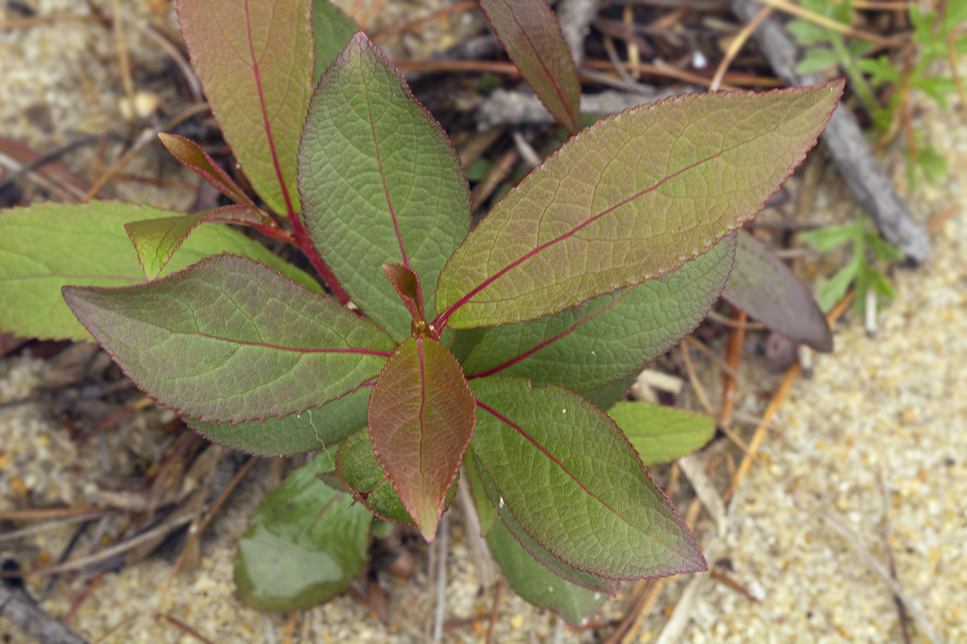 Image of Populus maximowiczii specimen.