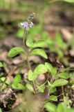 Veronica officinalis