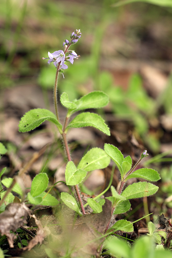 Изображение особи Veronica officinalis.