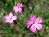 genus Dianthus