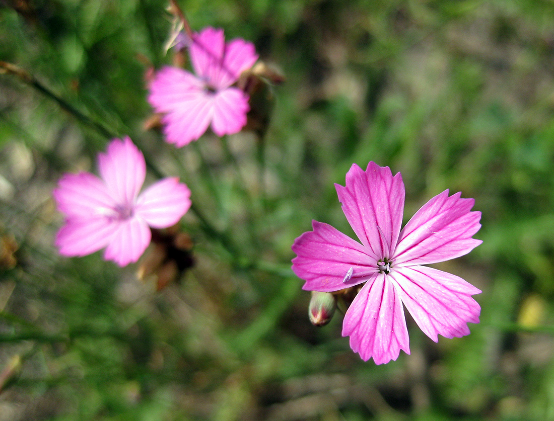 Image of genus Dianthus specimen.