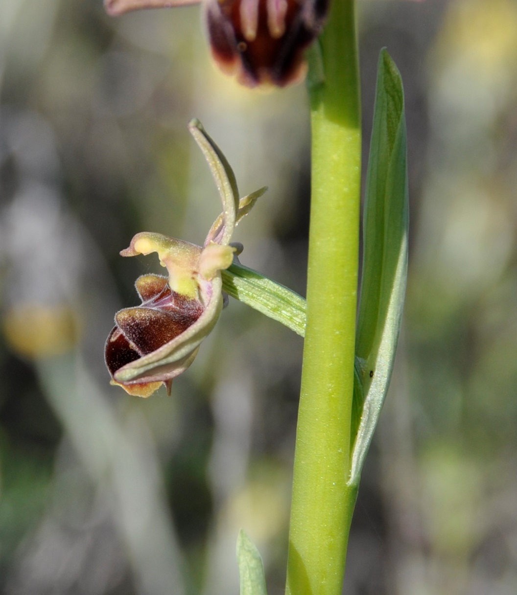 Image of Ophrys mammosa specimen.