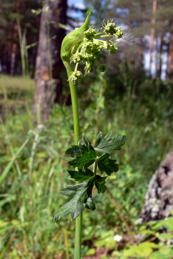 Изображение особи Pimpinella saxifraga.