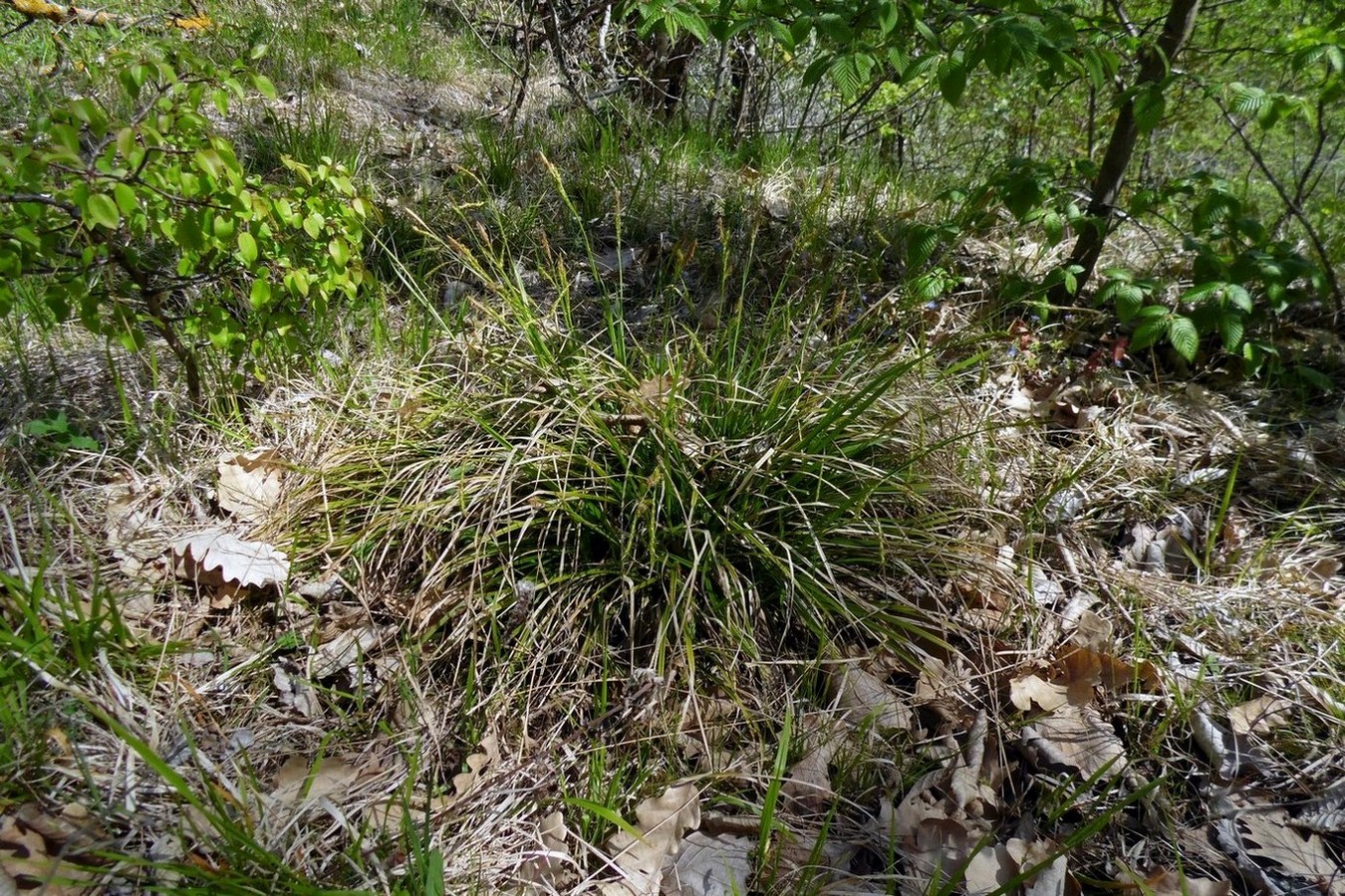 Image of Carex sylvatica specimen.