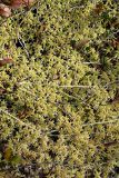 Sphagnum angustifolium