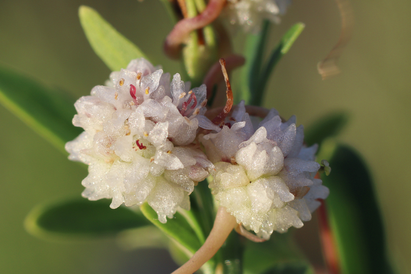 Image of Cuscuta epithymum specimen.