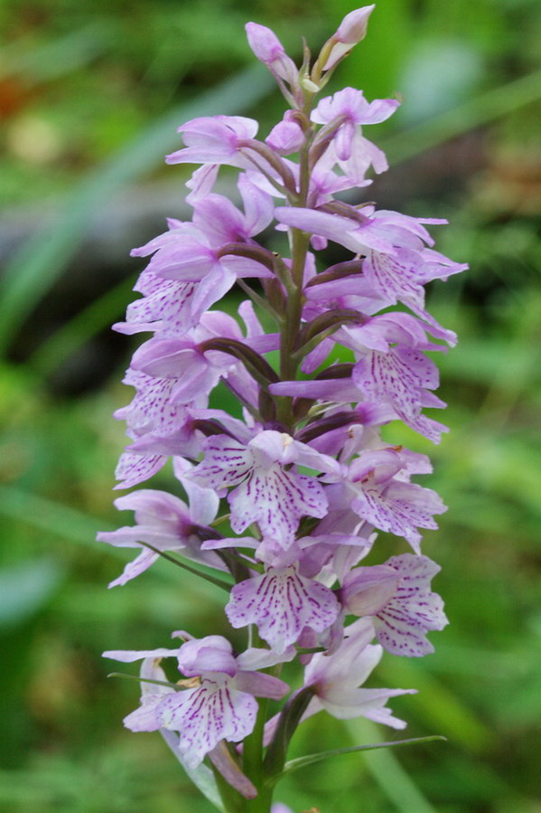 Image of Dactylorhiza saccifera specimen.