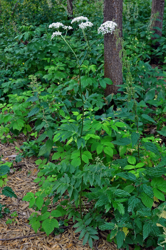 Image of Valeriana officinalis specimen.