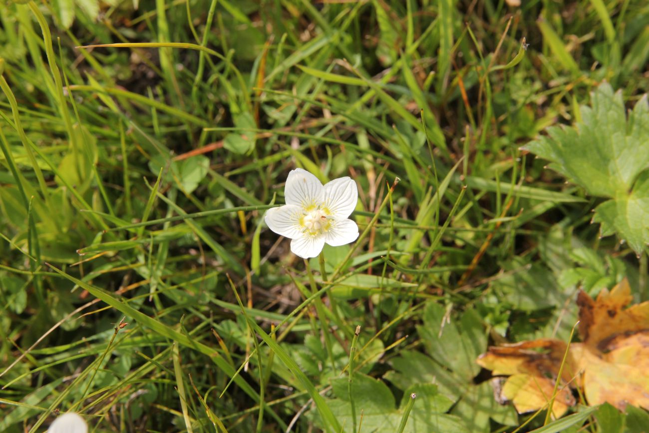 Image of Parnassia palustris specimen.