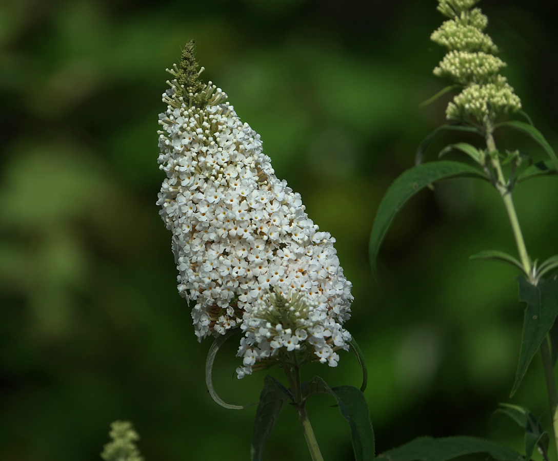 Image of Buddleja davidii specimen.