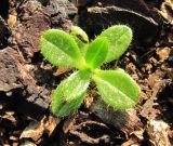 Cerastium holosteoides. Молодое растение. Окрестности Архангельска, рудеральное местообитание. 11 сентября 2010 г.