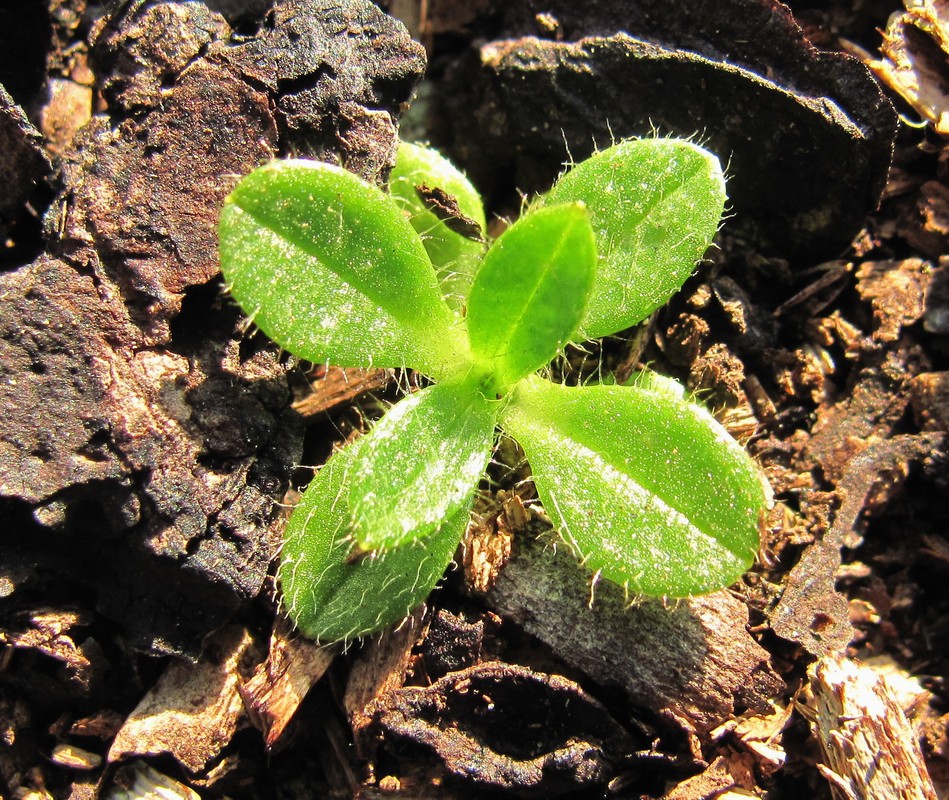 Изображение особи Cerastium holosteoides.