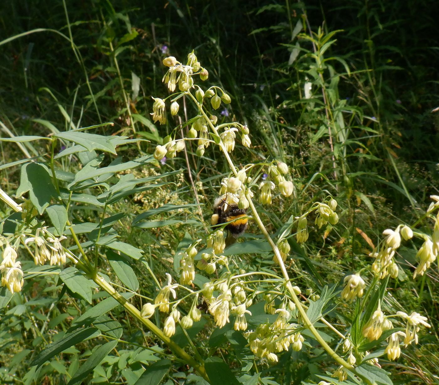 Изображение особи Thalictrum simplex.