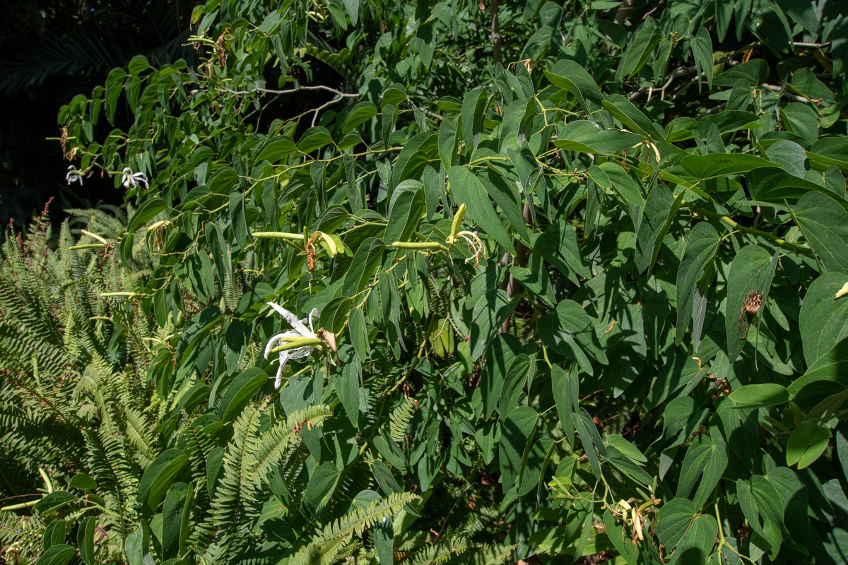 Image of Bauhinia bowkeri specimen.