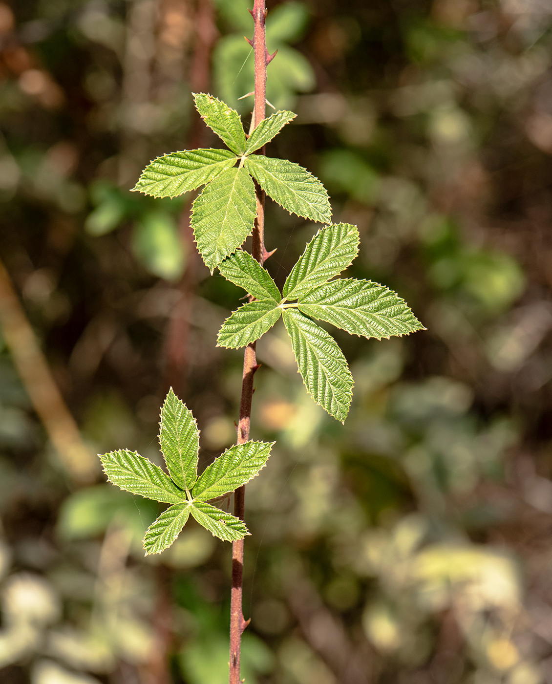 Изображение особи Rubus sanctus.