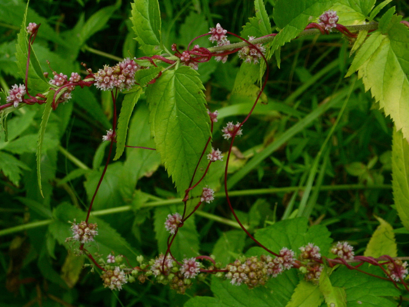 Изображение особи Cuscuta europaea.