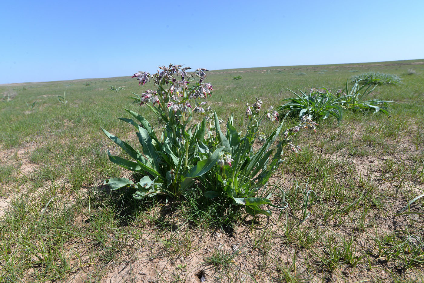 Изображение особи Rindera tetraspis.