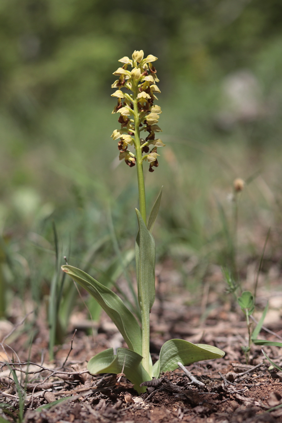 Image of Orchis punctulata specimen.