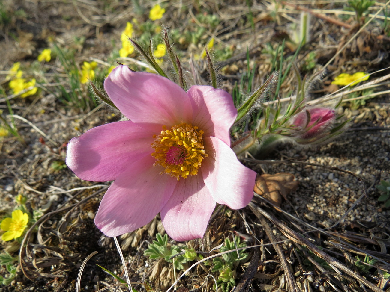 Изображение особи Pulsatilla turczaninovii.