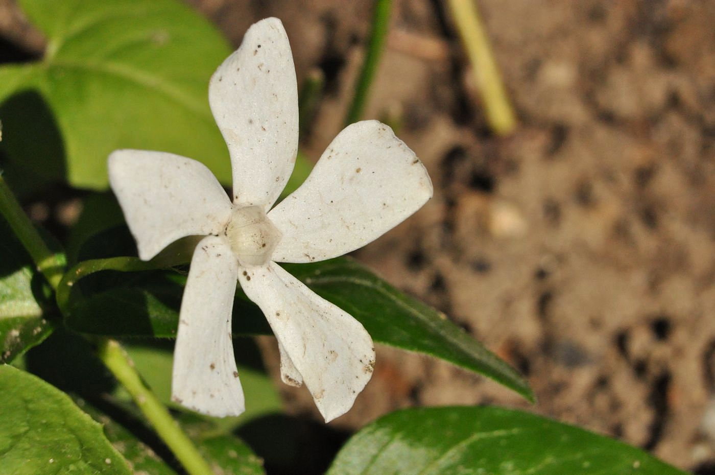 Изображение особи Vinca major.