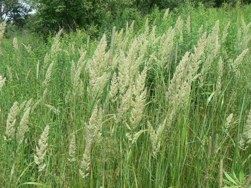 Изображение особи Calamagrostis extremiorientalis.