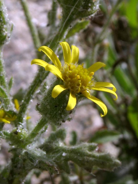 Image of Senecio viscosus specimen.