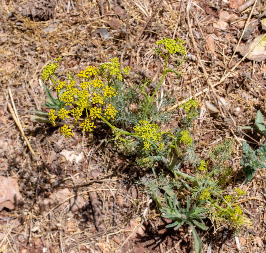 Image of Ridolfia segetum specimen.