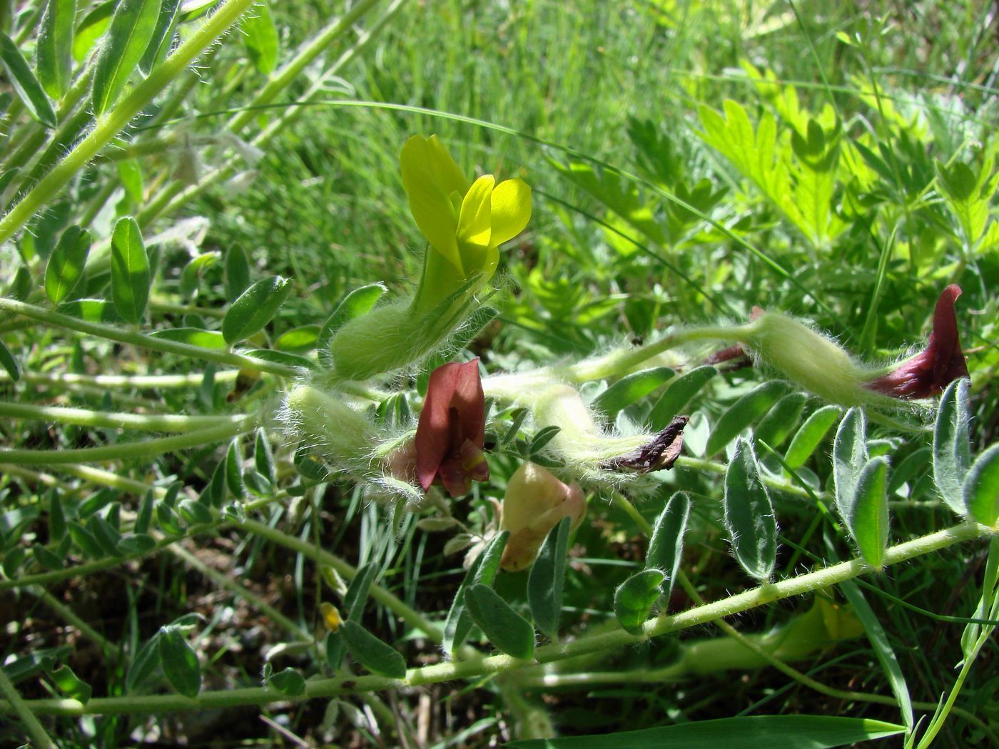 Изображение особи Astragalus farctissimus.