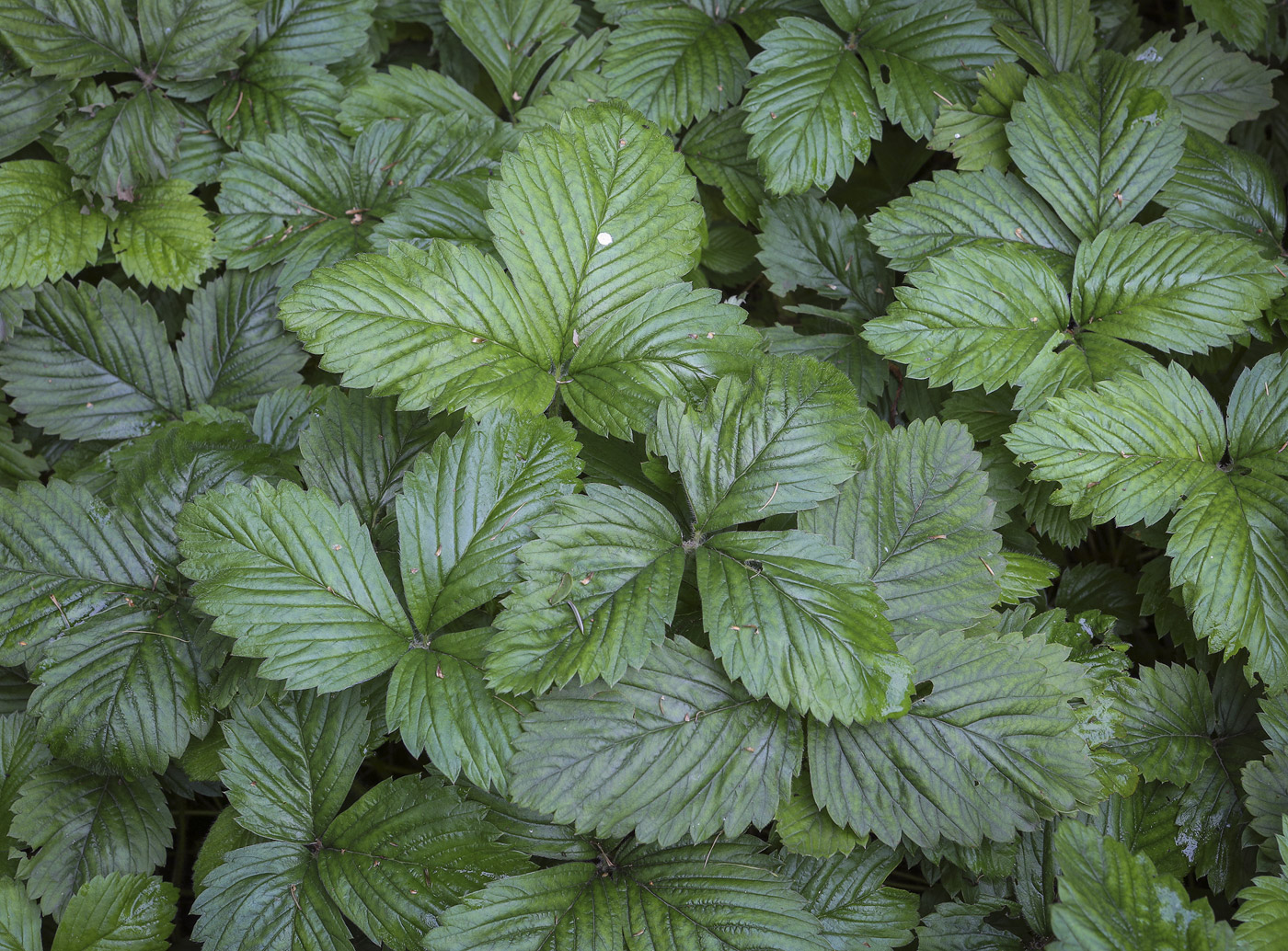 Image of Fragaria moschata specimen.