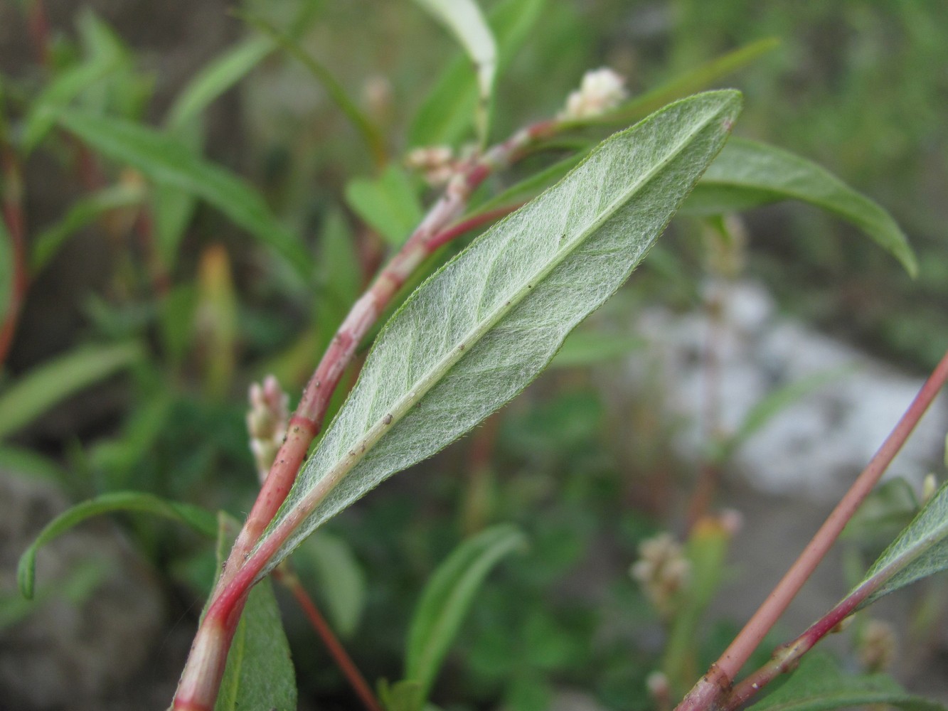 Изображение особи Persicaria scabra.