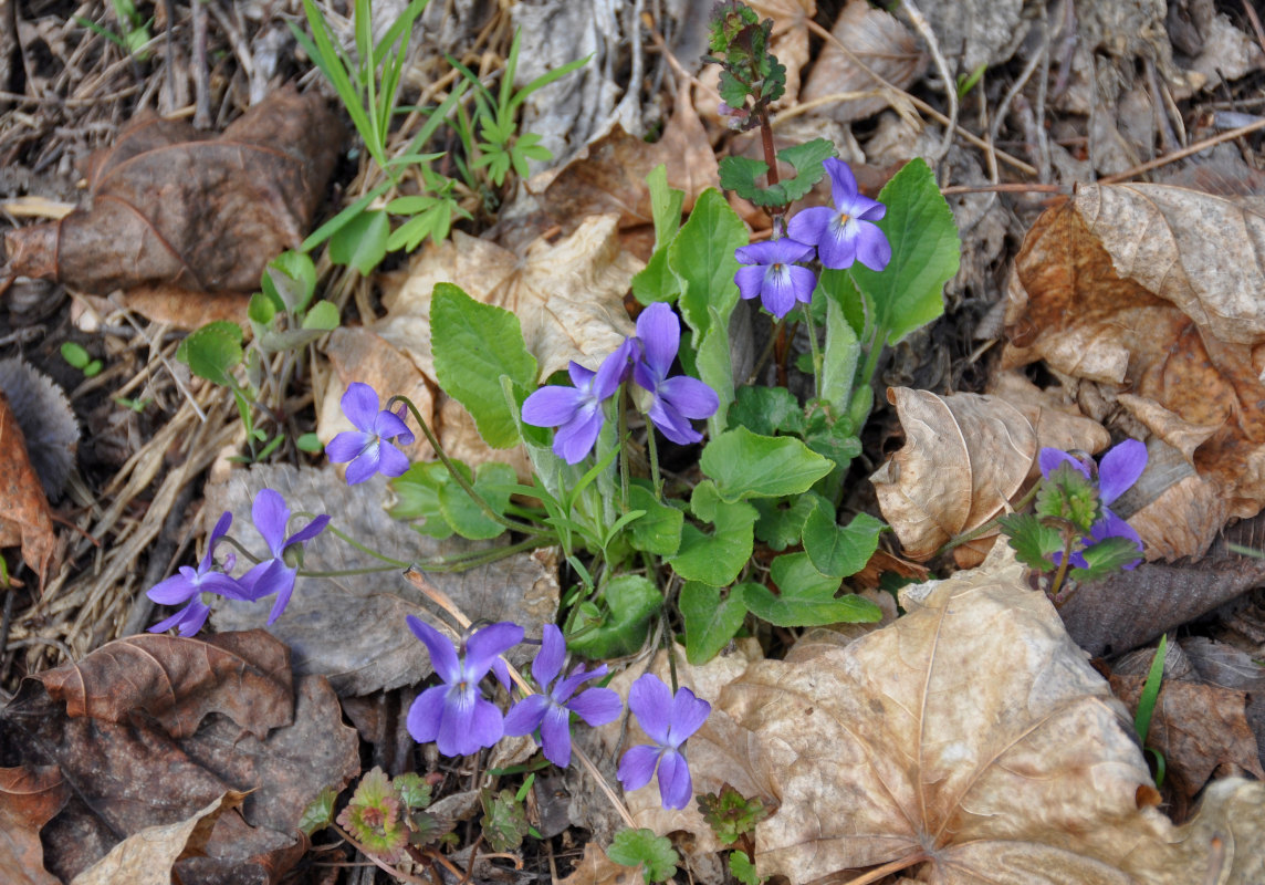 Image of Viola hirta specimen.