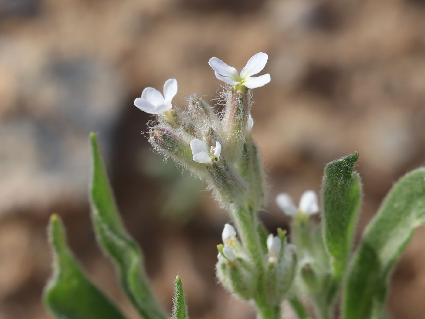 Image of Lachnoloma lehmannii specimen.