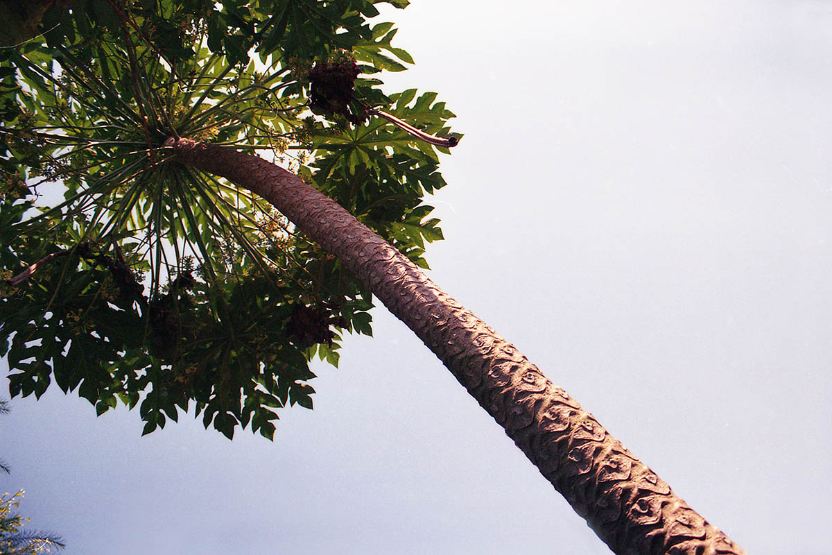 Image of Carica papaya specimen.