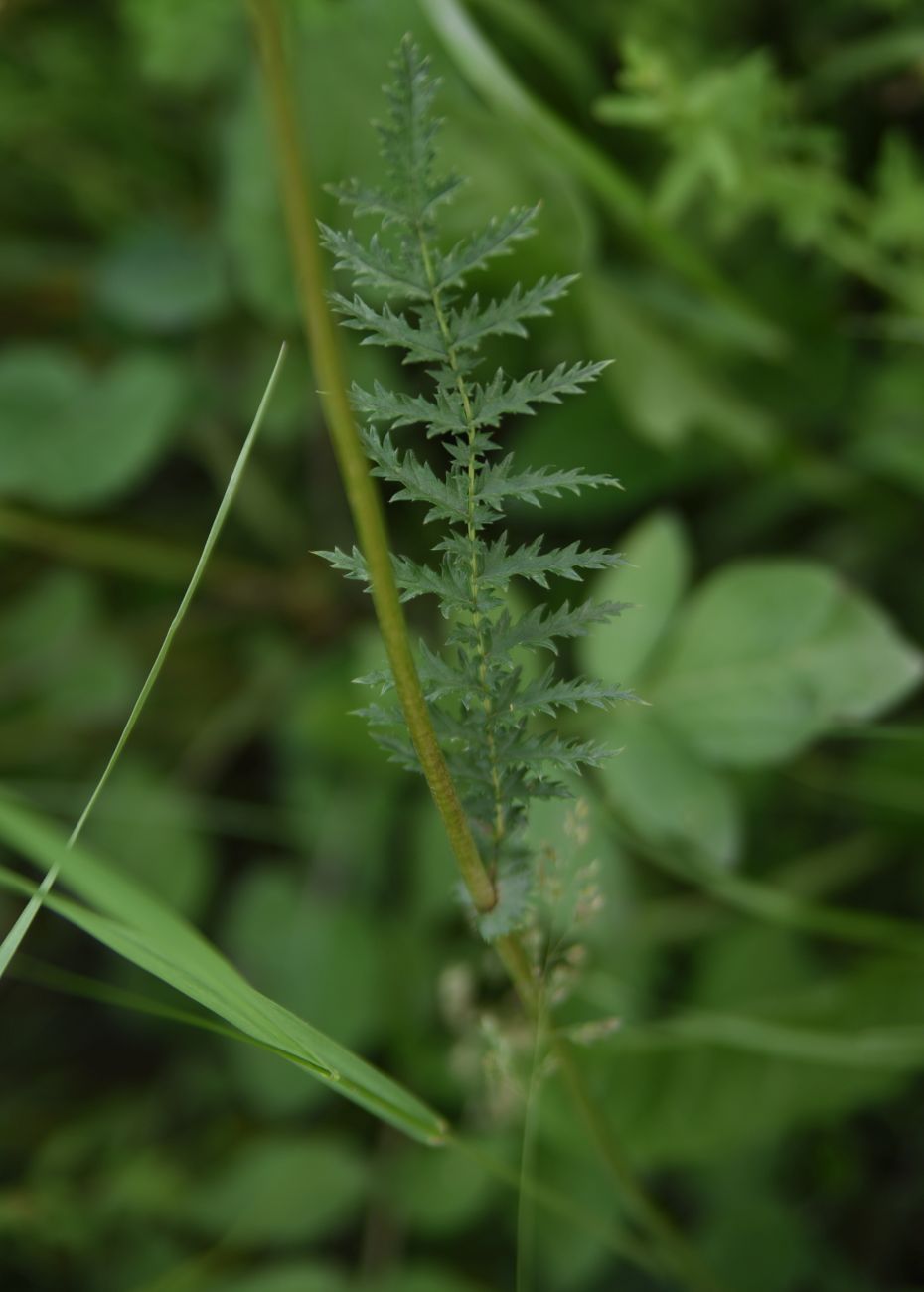 Image of Filipendula vulgaris specimen.