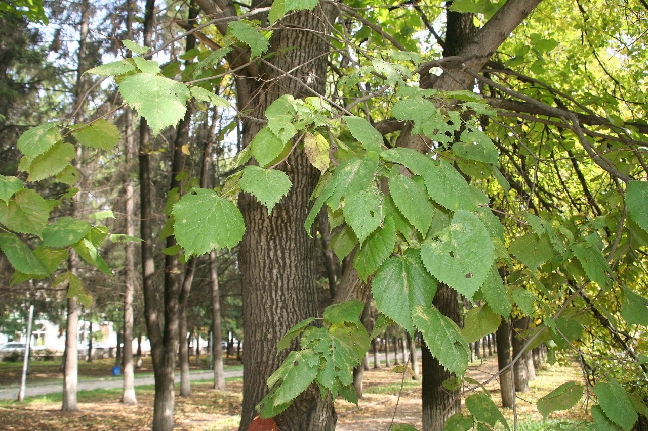 Image of Tilia platyphyllos specimen.