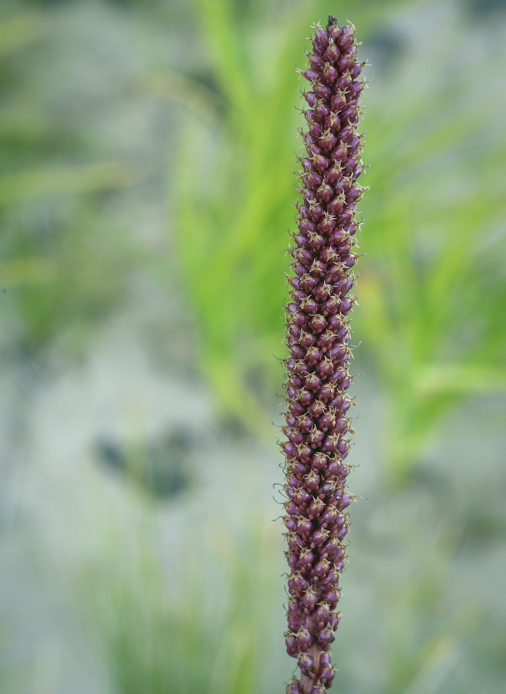 Изображение особи Plantago uliginosa.