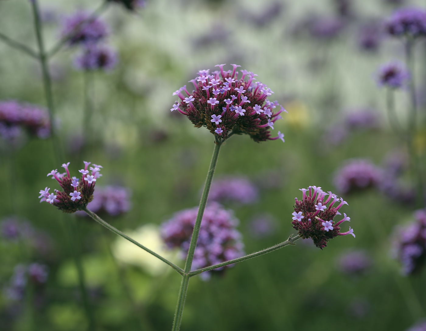 Image of Verbena bonariensis specimen.