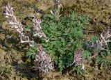 Corydalis schanginii