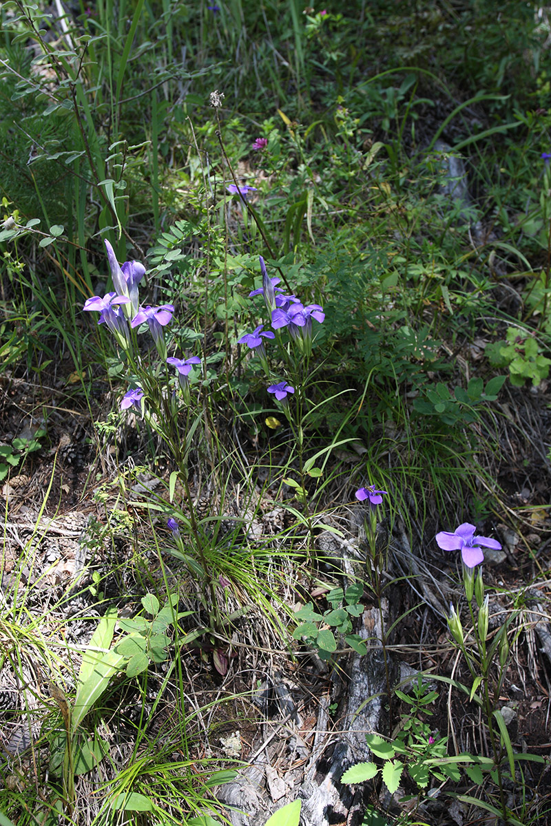 Image of Gentianopsis barbata specimen.