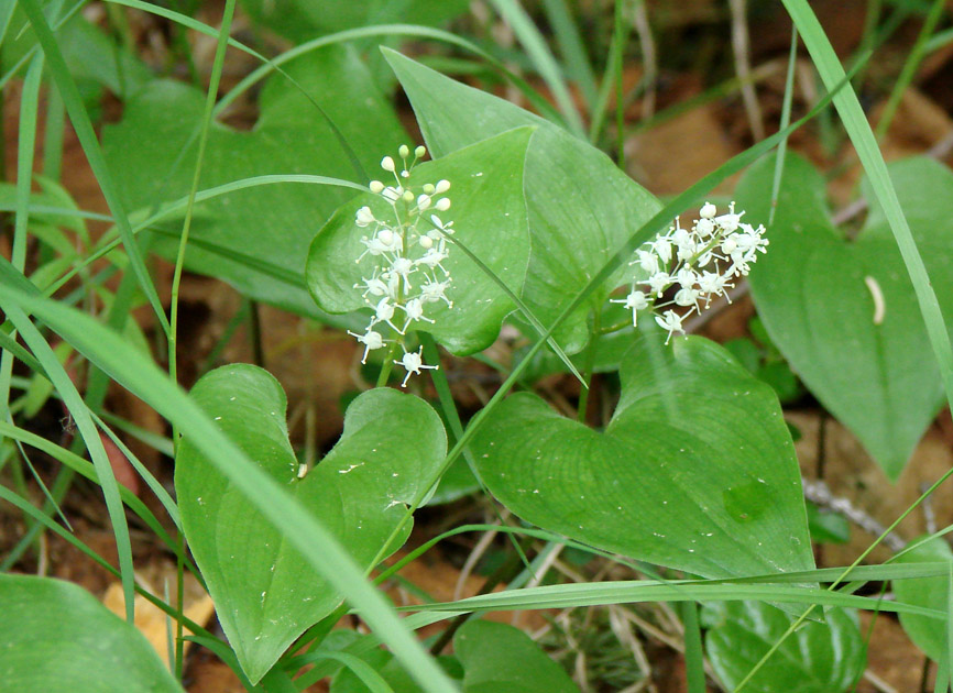 Image of Maianthemum bifolium specimen.