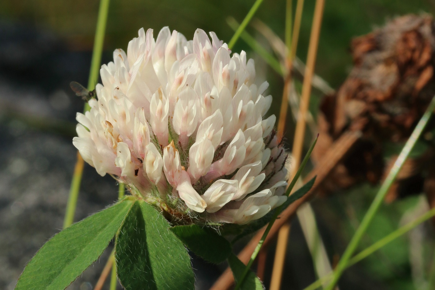 Image of Trifolium pratense specimen.