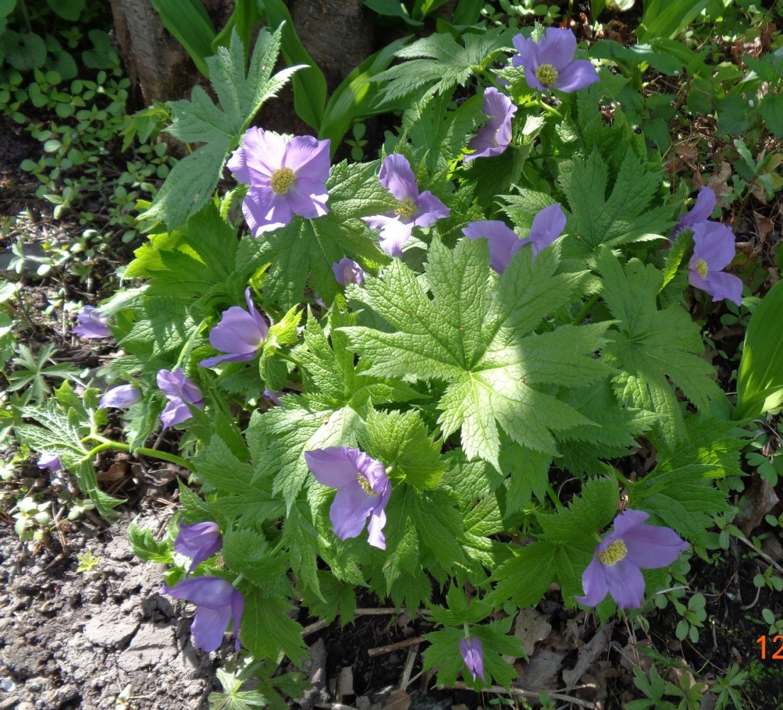 Изображение особи Glaucidium palmatum.