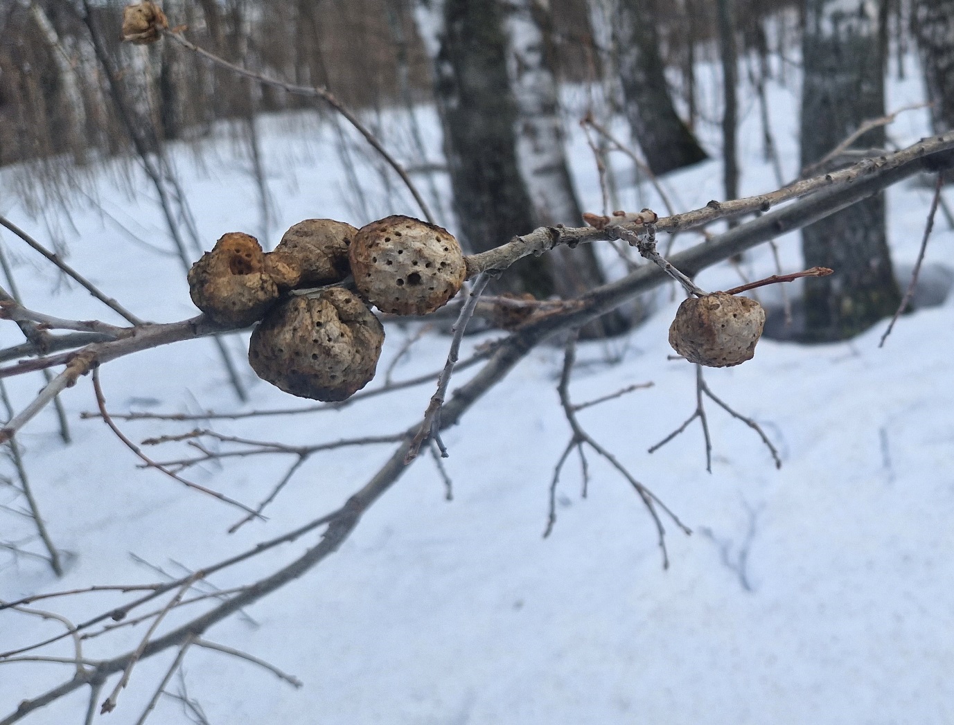 Изображение особи Quercus robur.