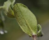 Cerastium holosteoides