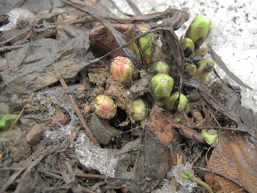 Image of Tussilago farfara specimen.