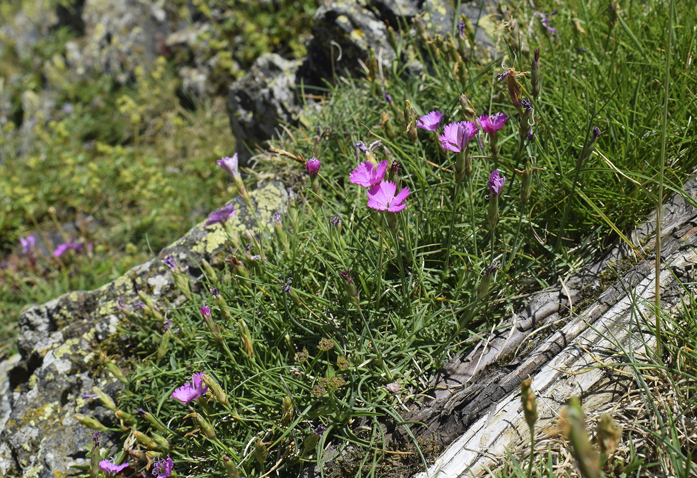 Изображение особи Dianthus vigoi.