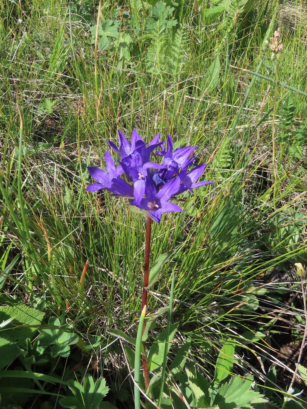 Image of Campanula glomerata specimen.