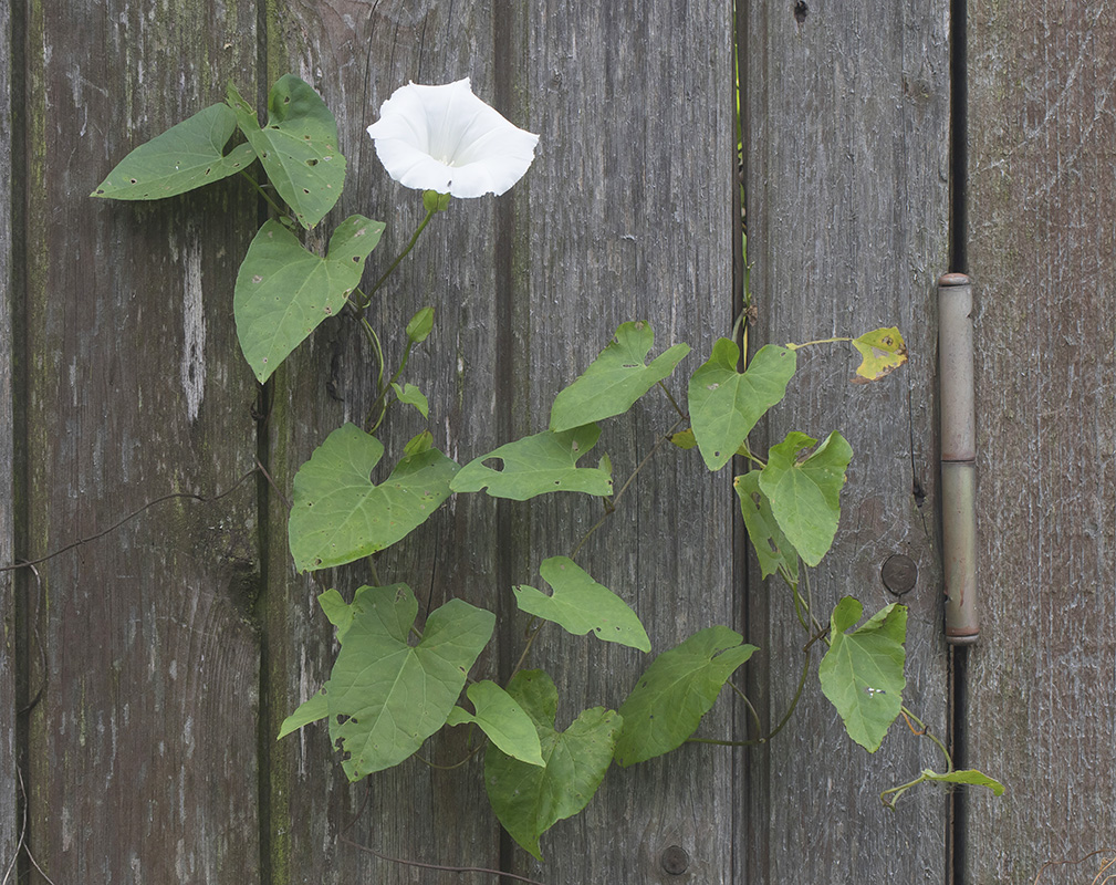 Изображение особи Calystegia sepium.