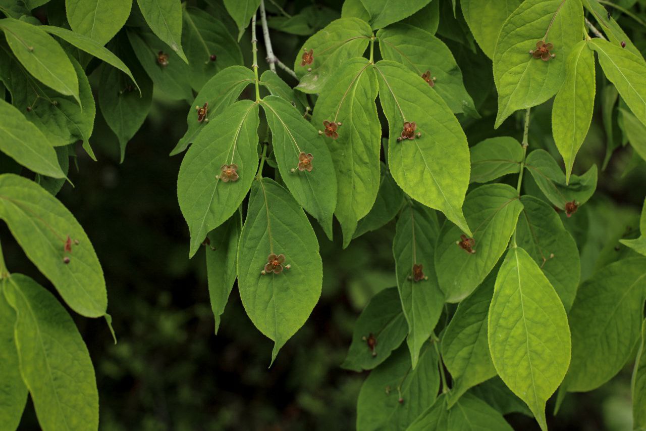 Изображение особи Euonymus pauciflorus.