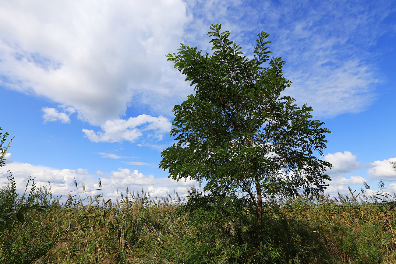 Изображение особи Robinia pseudoacacia.